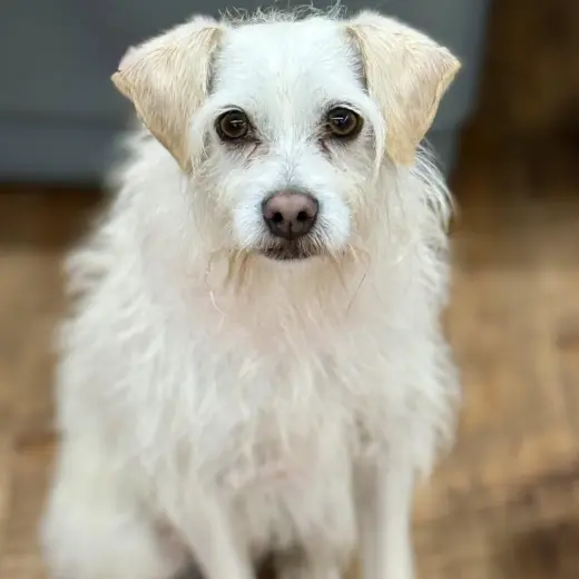 Benji