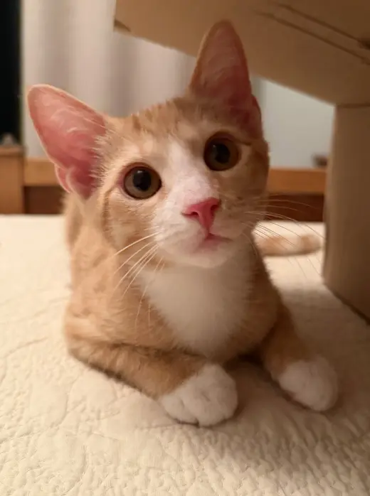 Sonny