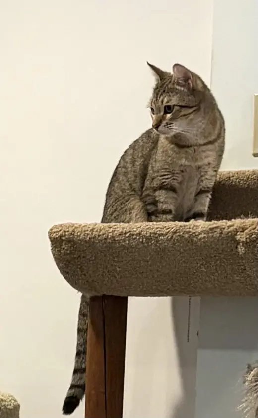 Goliath