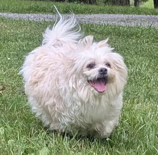 Dumplin