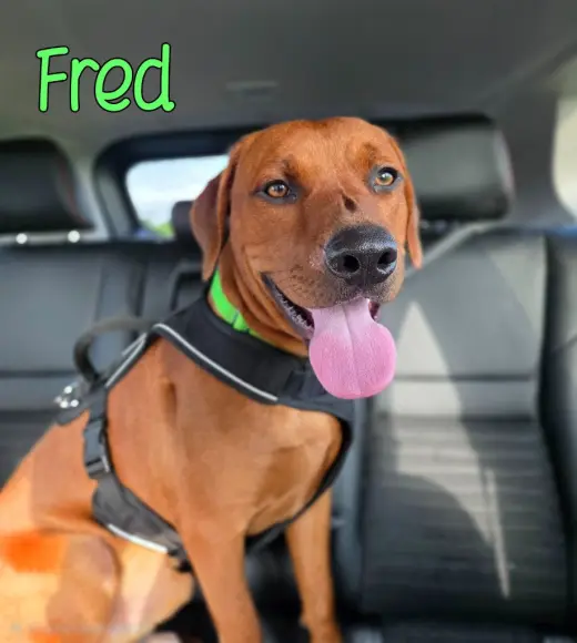Fred
