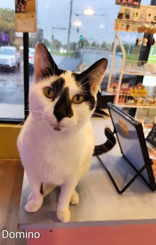 Domino