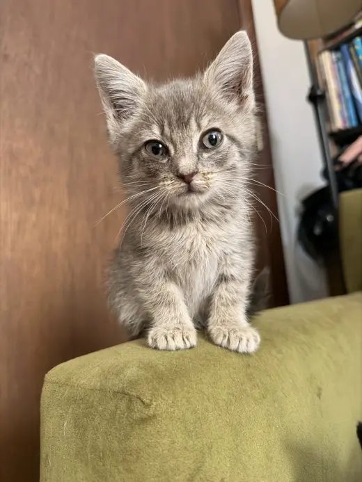 Graycie