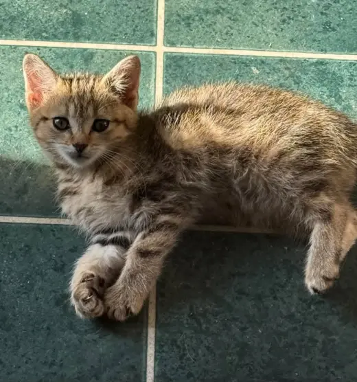 Piper