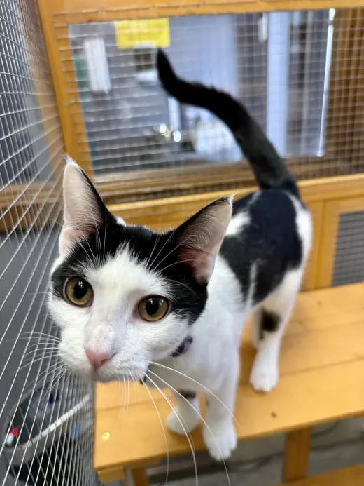 CAT - Olivia