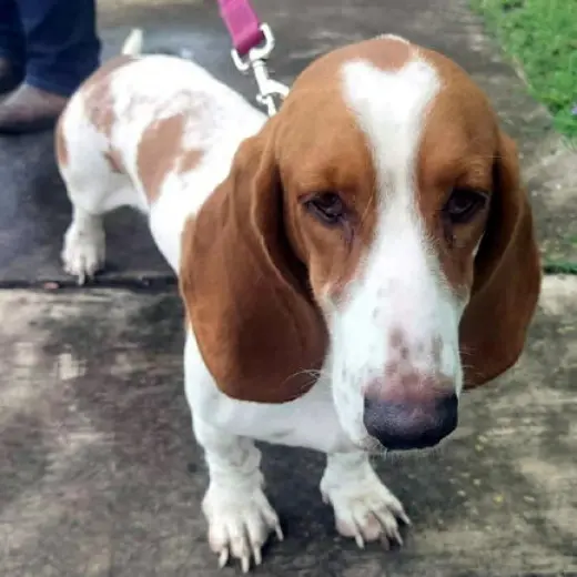 RHEA - ADOPTION PENDING!