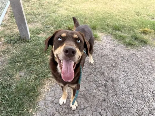 DUKE