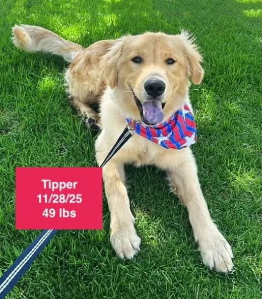 Tipper