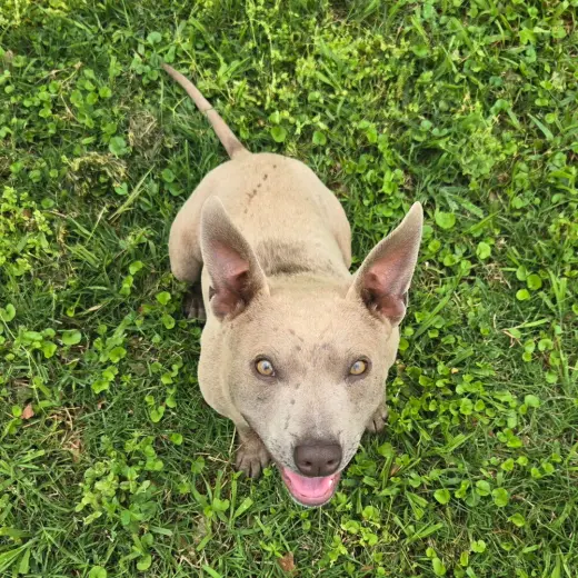 Frankie