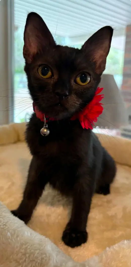 Baby Bear
