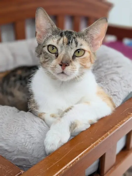 APRICOT