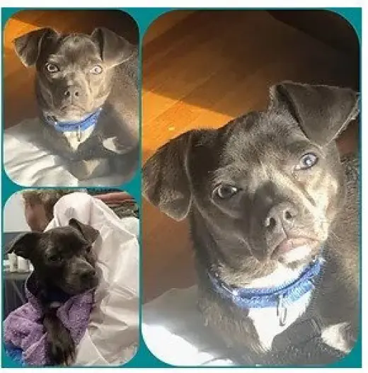 Leonard - In a Foster Home!