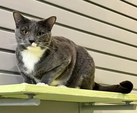 Wyatt