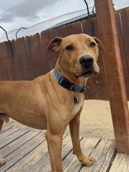 Axel
