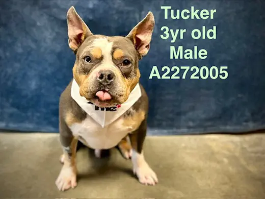 TUCKER