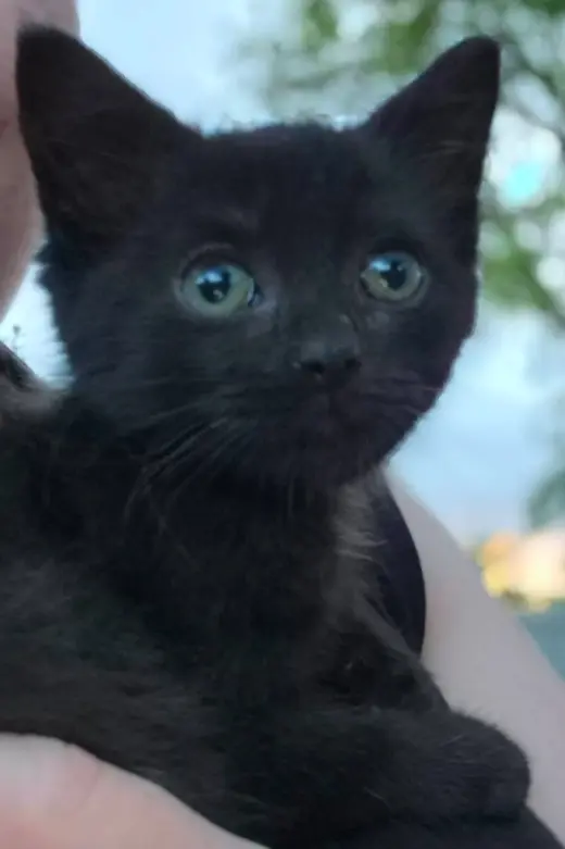 Hedy Lamarr