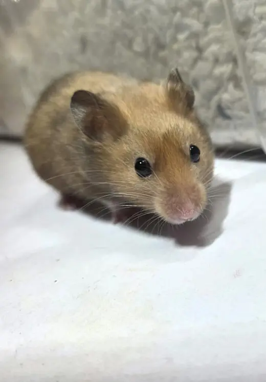 Cleo (Courtesy Listing)