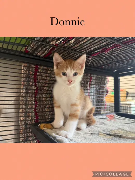 Dolly kitten- Donnie