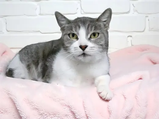 LALA