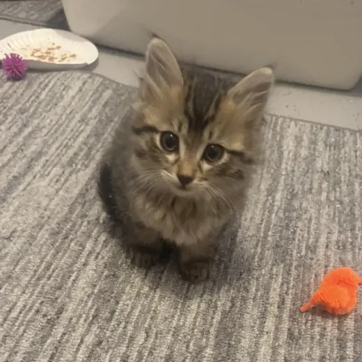Kevin