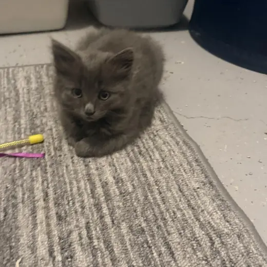Willow