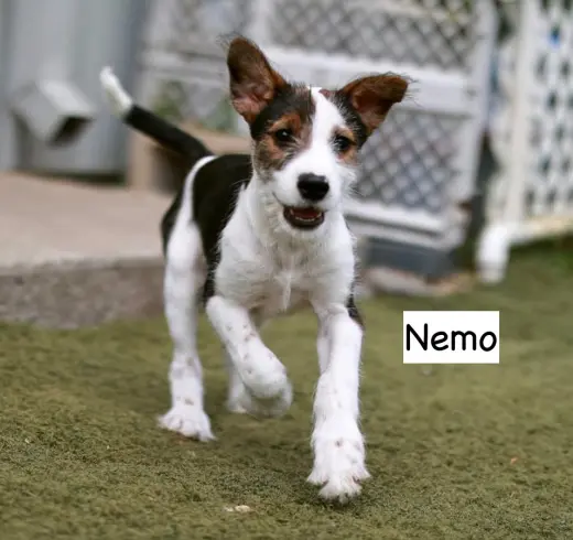 Nemo