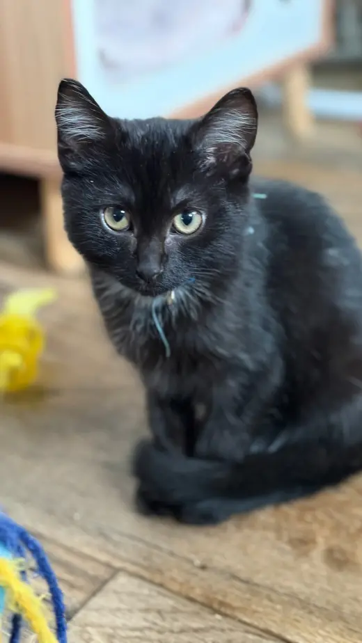 Not so Whitey