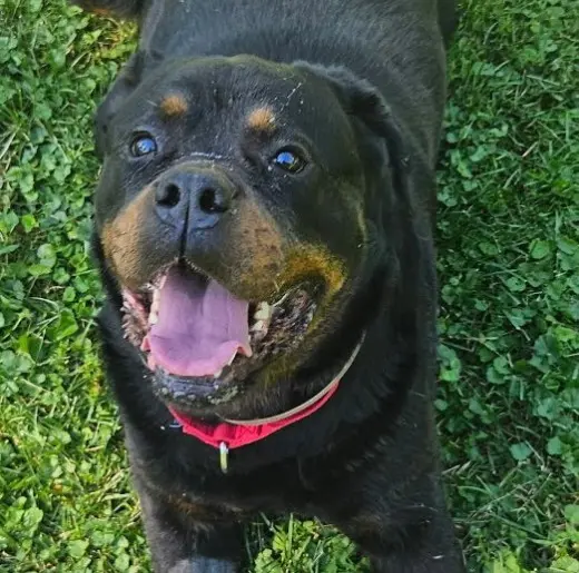 Coco