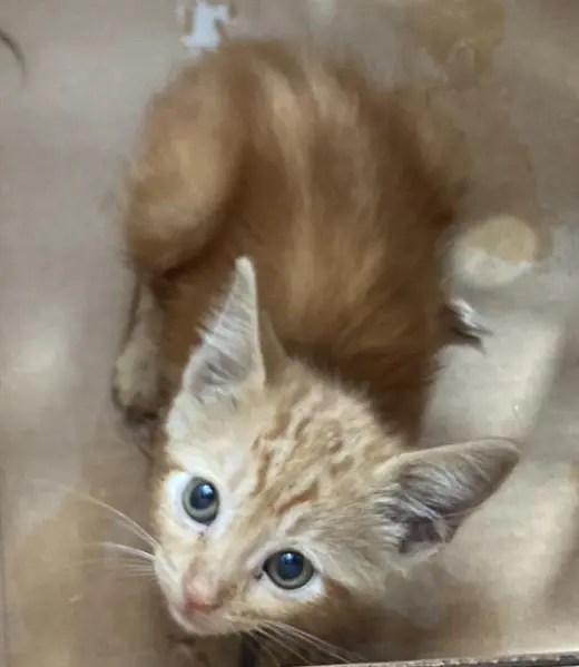CHEDDAR
