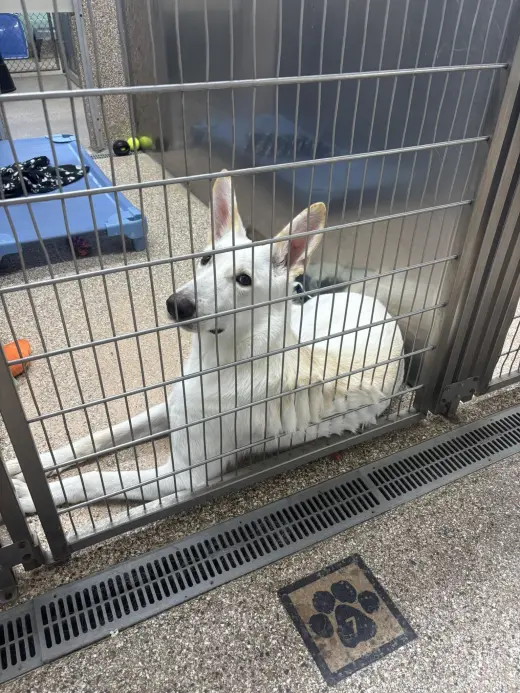 Female Shepherd Mix