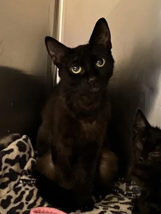 NOVA