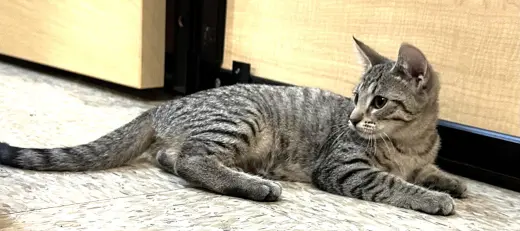 stella
