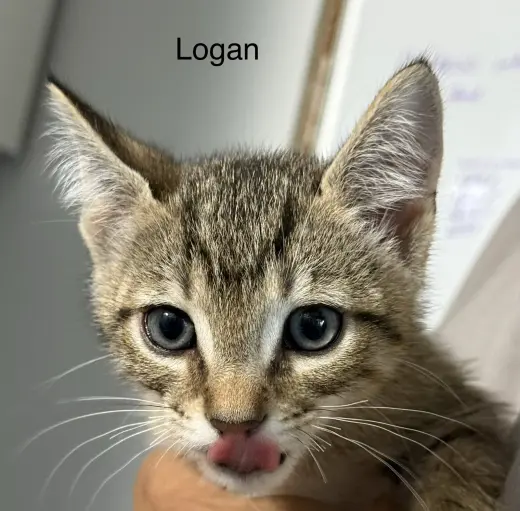 Logan 5.23.26