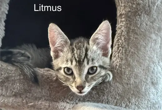 Litmus 5.23.26 (med waiver)