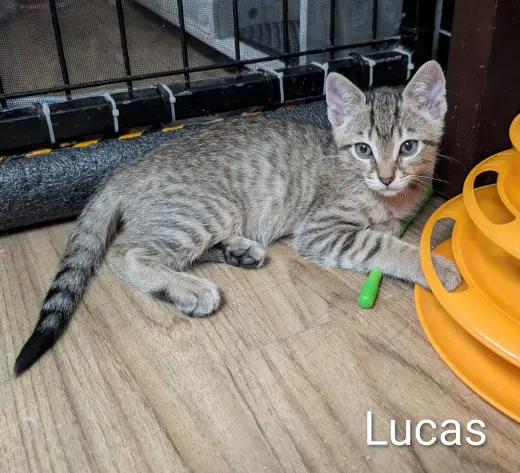Lucas 5.23.26 (med waiver)