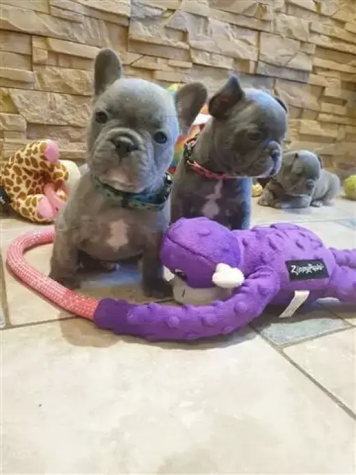 Cachorros de bulldog francés