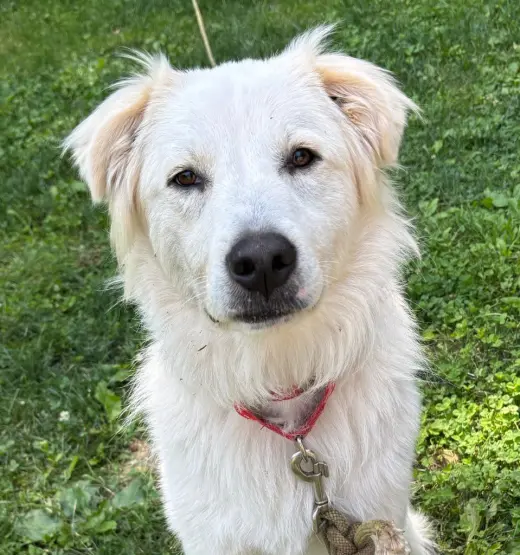 Riley