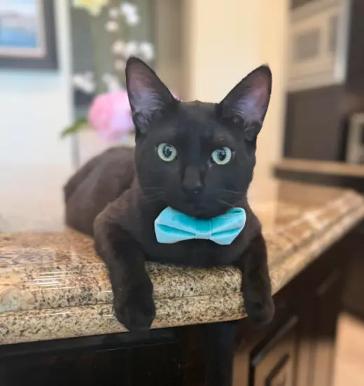 Jet (Courtesy)