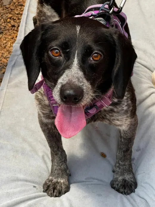 Ada *Adoption Pending*