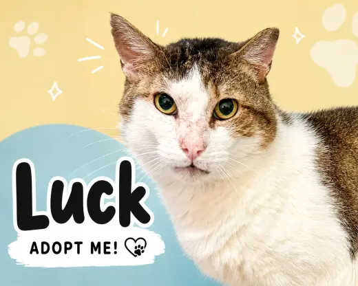 Luck (FCID# 12/02/2025 - 402) C