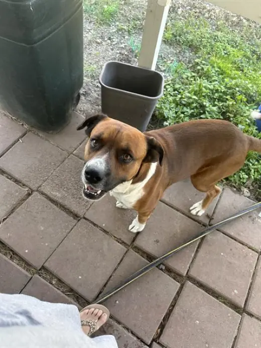 PACO