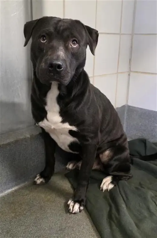 RAMEN