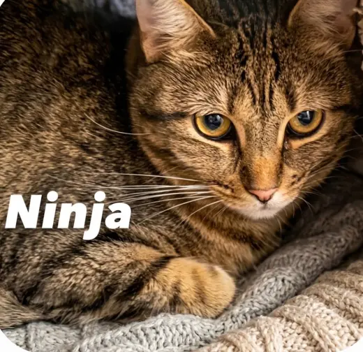 Ninja