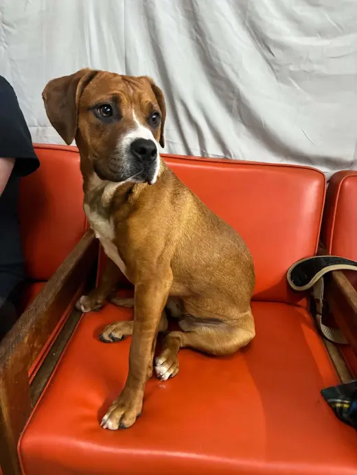 Boxer mix