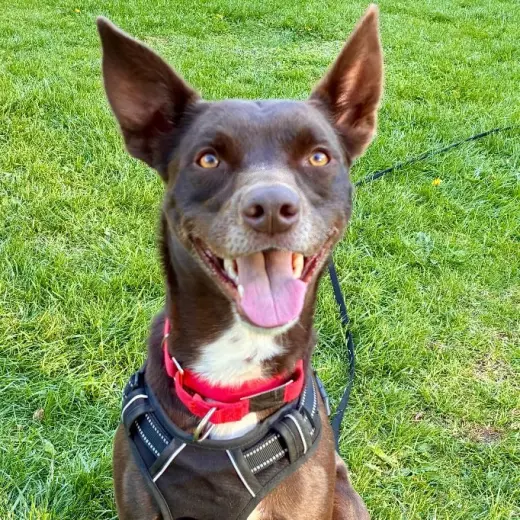 Loki