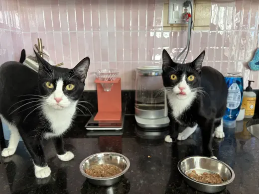 Domino and Pips!