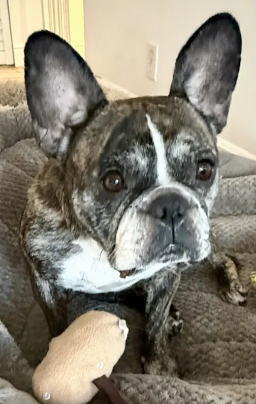 Purebred French Bulldog Dolly