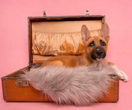 Vacay: Passport