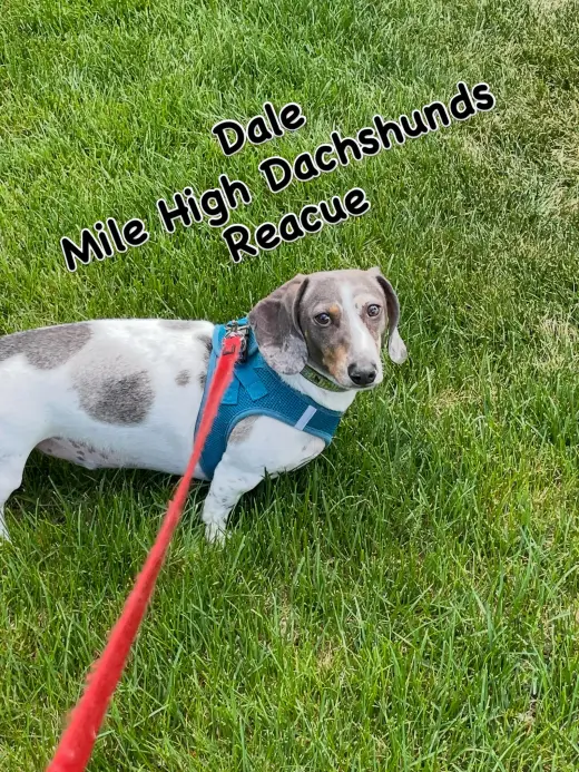 Dale