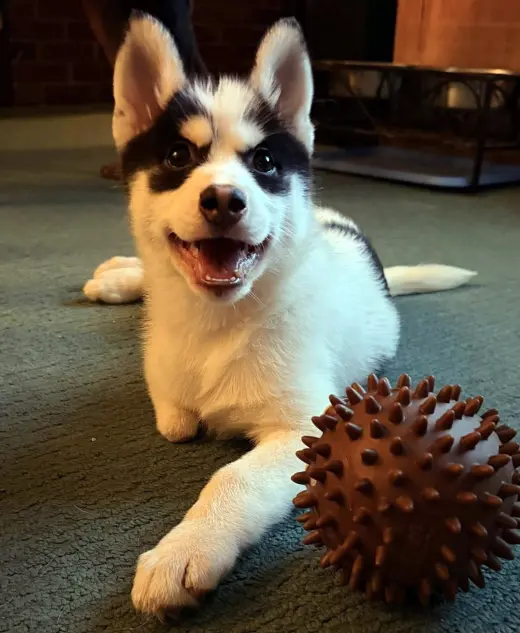 Cookie